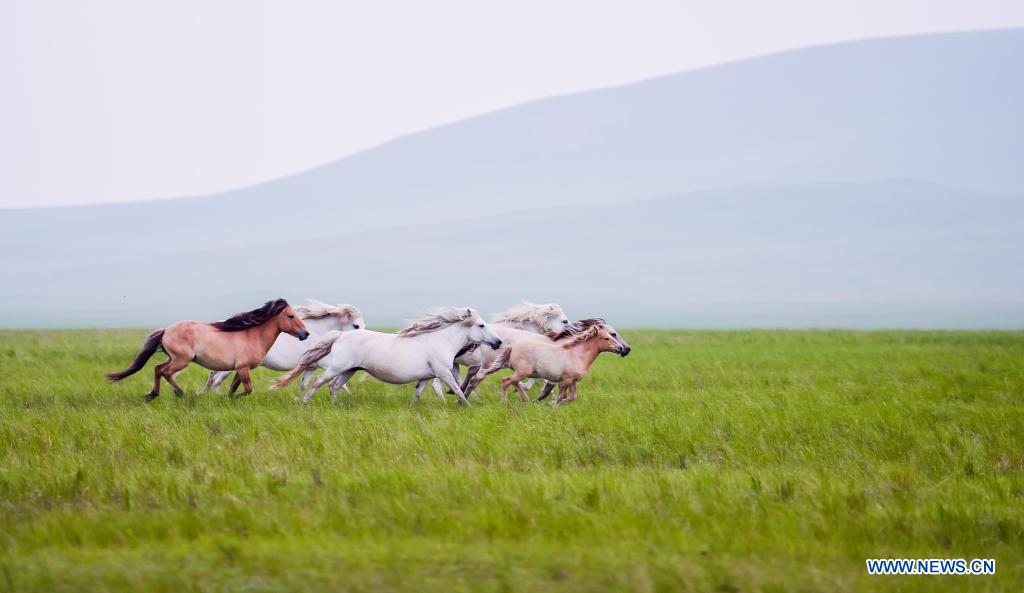 Horses run on the Xilingol Grassland in north China's Inner Mongolia Autonomous Region, July 12, 2021. (Xinhua/Lian Zhen)