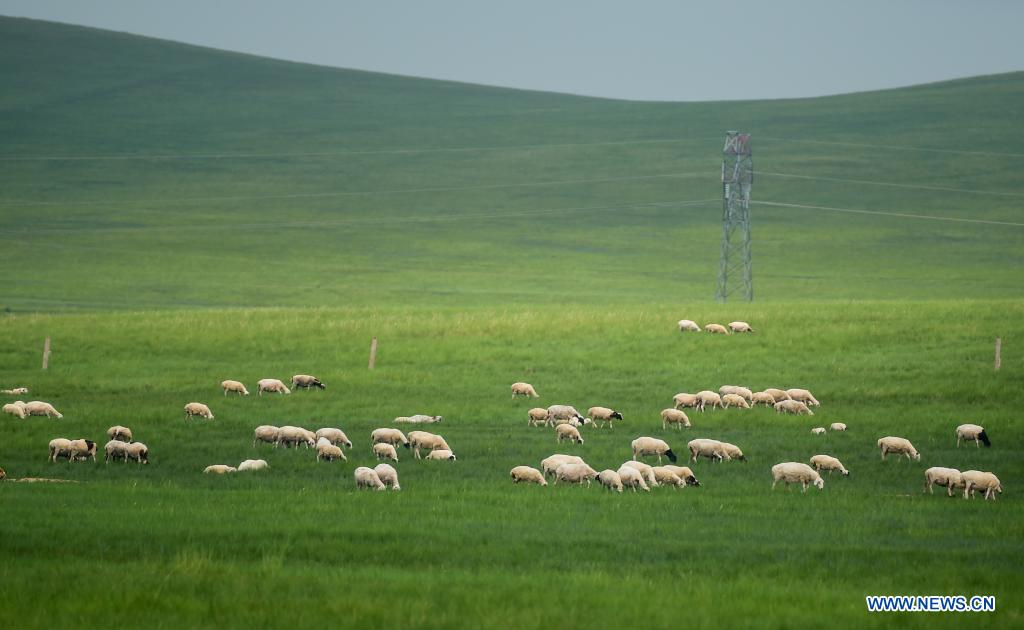 Sheep forage on the Xilingol Grassland in north China's Inner Mongolia Autonomous Region, July 12, 2021. (Xinhua/Lian Zhen)