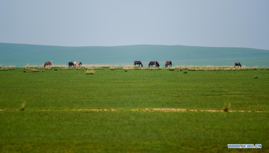 Horses forage on the Xilingol Grassland in north China's Inner Mongolia Autonomous Region, July 12, 2021. (Xinhua/Peng Yuan)