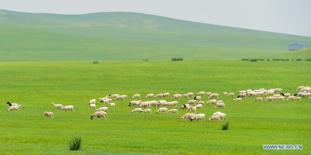 Sheep forage on the Xilingol Grassland in north China's Inner Mongolia Autonomous Region, July 12, 2021. (Xinhua/Lian Zhen)