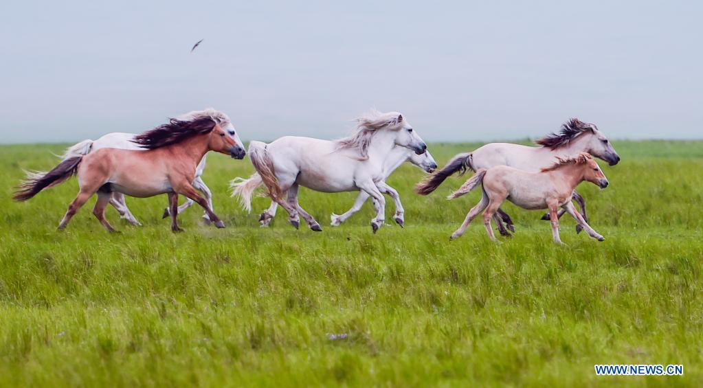 Horses run on the Xilingol Grassland in north China's Inner Mongolia Autonomous Region, July 12, 2021. (Xinhua/Lian Zhen)