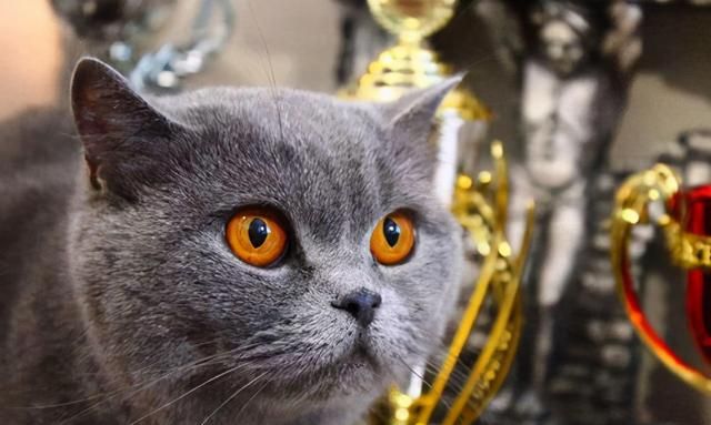 英短蓝猫的性格比较温柔和沉稳,它不容易受到外界的影响和刺激