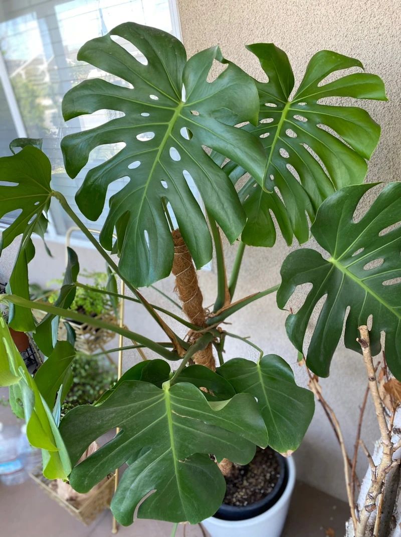 人气极高的7种室内观叶植物