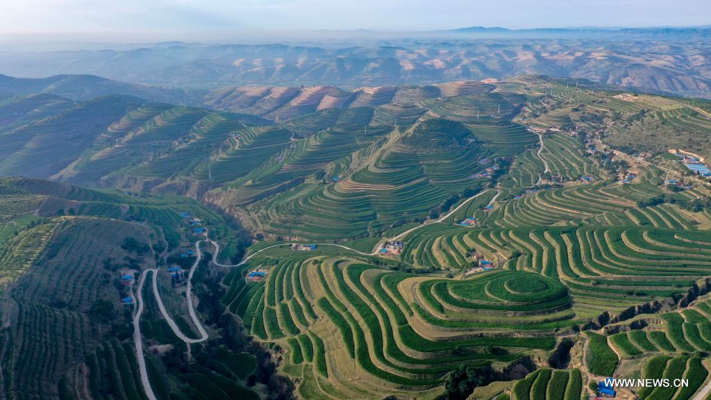 Aerial photo taken on July 14, 2021 shows terraced fields in Pengyang County of Guyuan, northwest China's Ningxia Hui Autonomous Region. (Xinhua/Feng Kaihua)