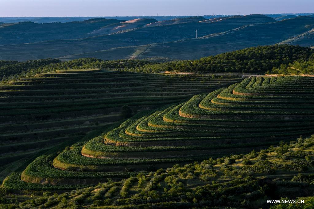 Aerial photo taken on July 13, 2021 shows terraced fields in Pengyang County of Guyuan, northwest China's Ningxia Hui Autonomous Region. (Xinhua/Feng Kaihua)