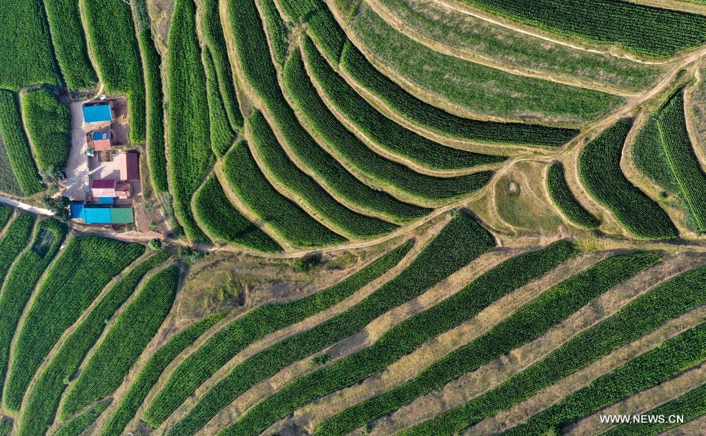 Aerial photo taken on July 14, 2021 shows terraced fields in Pengyang County of Guyuan, northwest China's Ningxia Hui Autonomous Region. (Xinhua/Feng Kaihua)