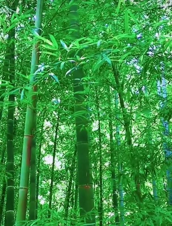竹,拥有一抹最美的颜色|林中|竹子|竹林_新浪新闻