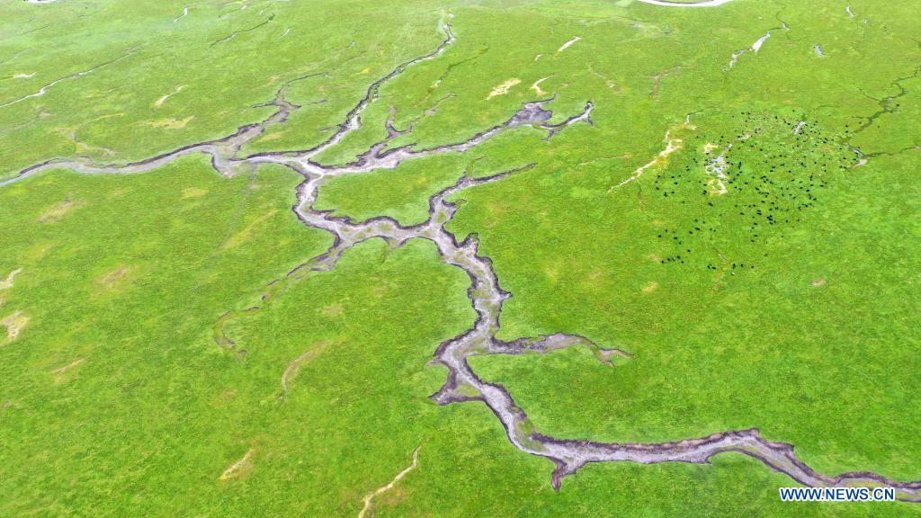 Aerial photo taken on July 15, 2021 shows the scenery of the Awancang Wetland in Maqu County, Gannan Tibetan Autonomous Prefecture, northwest China's Gansu Province. (Xinhua/Ma Sha)