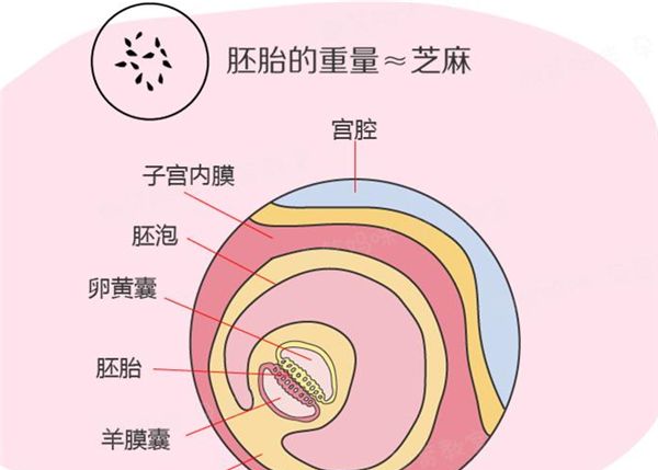 从胚胎移植到判断胎心的发育过程