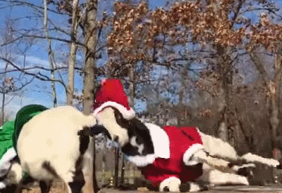 田纳西晕倒羊:人家才不是胆小!咩!