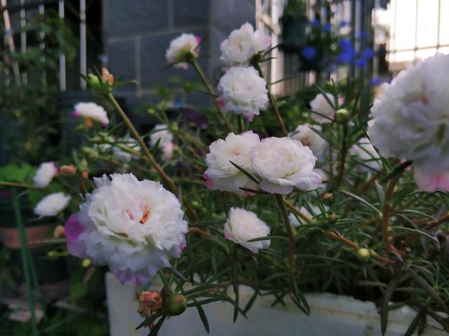 重瓣太阳花"冰心"—花美若牡丹,耐热好养活,三季能赏花