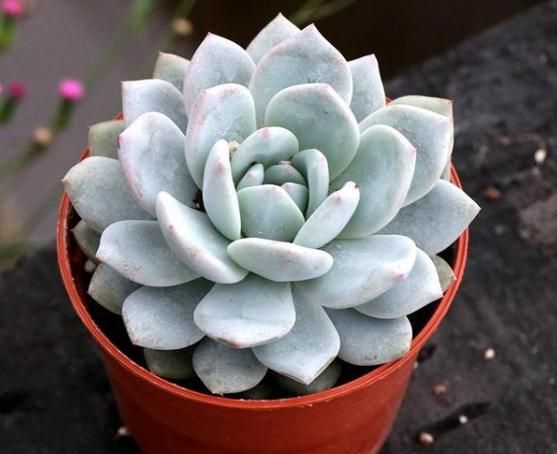 8种多肉植物,仙气十足,看看你最喜欢哪种?
