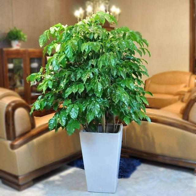 绿宝树种植需要注意事项绿宝养护技术要点