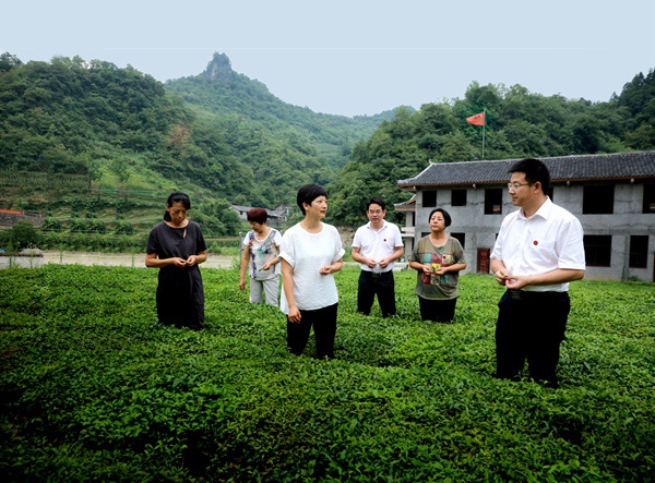王婷与石门县领导在父亲与她的扶贫基地——薛家村茶园.