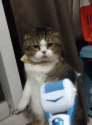 围观了两只熊猫