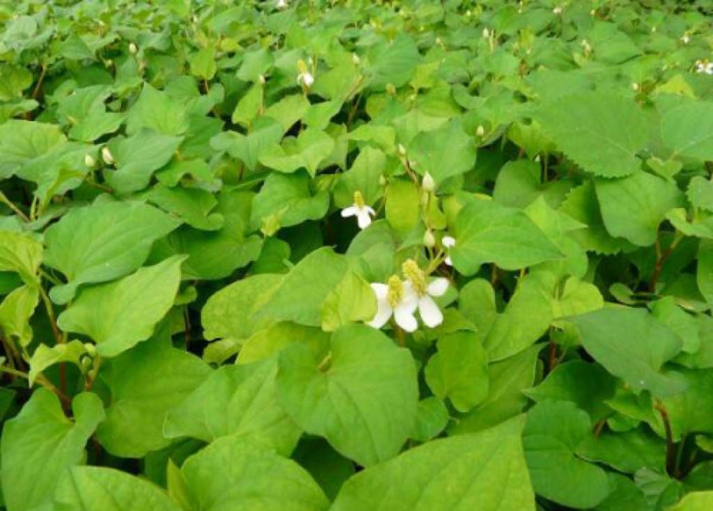 果园套种鱼腥草,做好田间管理措施,叶大茎长白嫩,亩多收5000元