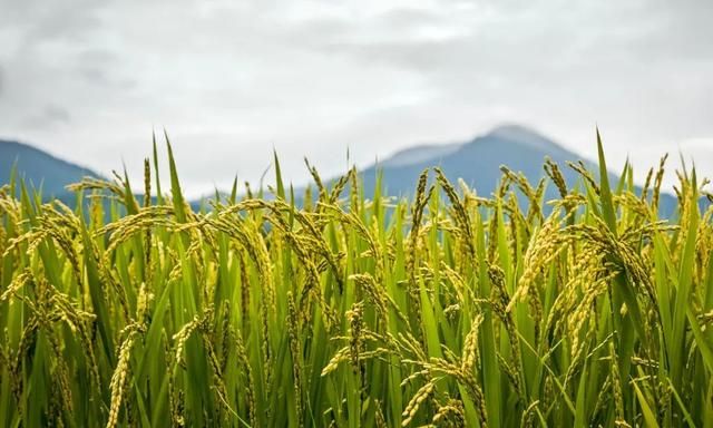 中国绿色生态农业网