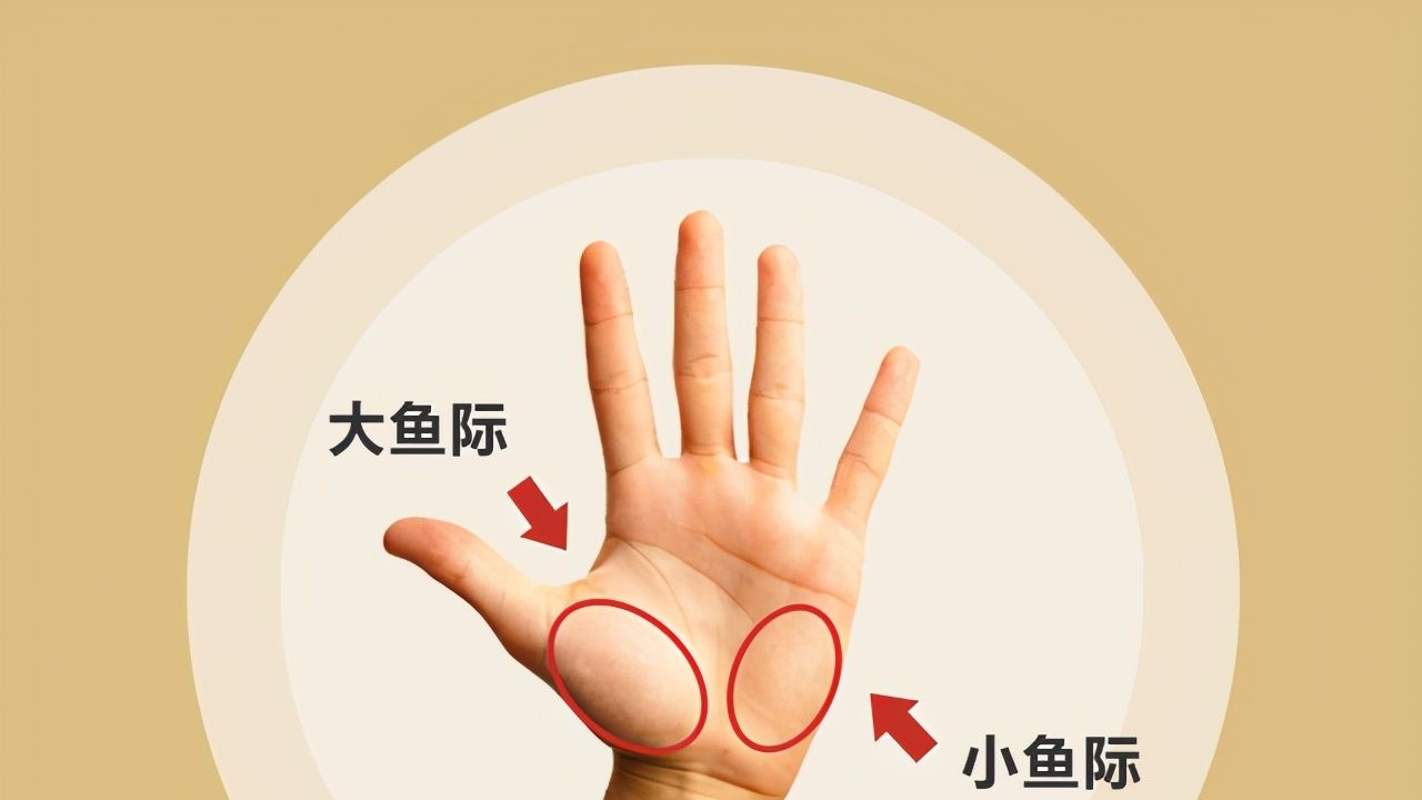 中医中大鱼际对应的是心脏,如果大鱼际和拇指根部相接的位置有青筋,有