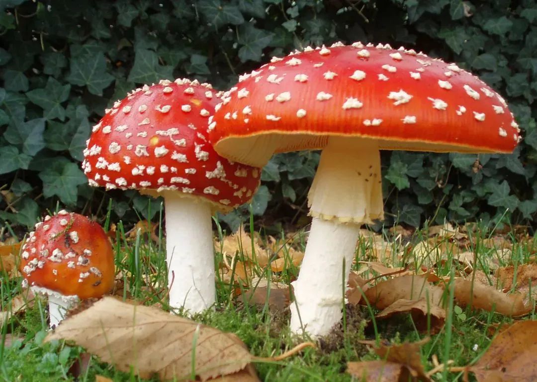 【提醒】"红伞伞,白杆杆,害人的毒蘑菇你可别馋馋!