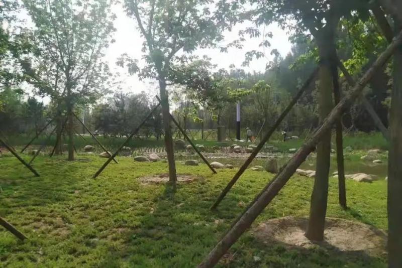 坐标回天,可踢球可散步,还可观水景……霍营公园今夏"