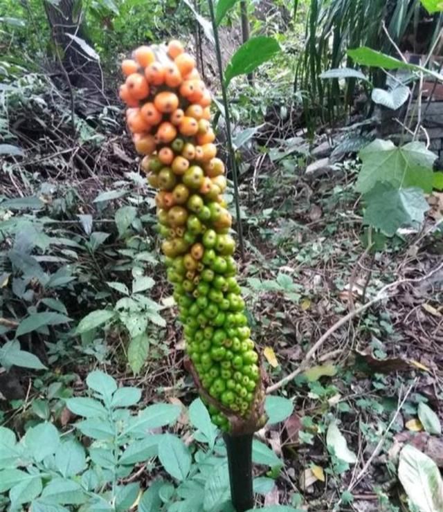 磨芋是一种怎样的植物
