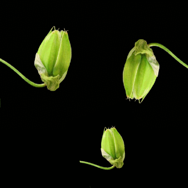 仙人掌开花你见过没? 还挺好看的!