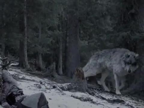 九州海上牧云记:雪狼王再次见到和页,他奄奄一息,还自称是铁沁