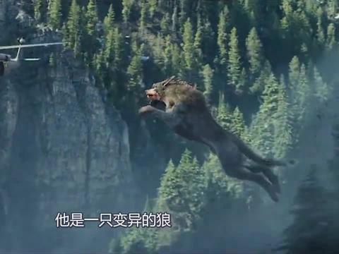 森林狼的重建之旅