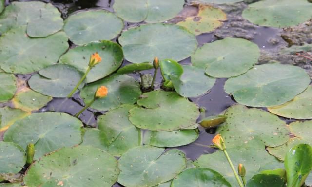 河里常见"6种水草",虽然能救饥荒,喂家畜,但汛期来了定要除