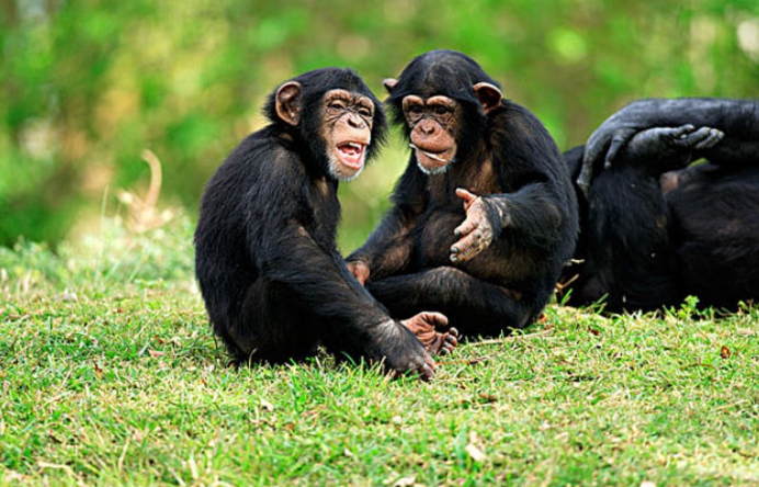 攻击人类吃掉同伴非洲黑猩猩密谋杀害其它物种它们已觉醒