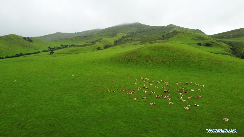 Aerial photo taken on July 26, 2021 shows a herd of cattle on the Wulanmaodu pasture, which is located in the northern part of Horqin Right Wing Front Banner, Hinggan League, north China's Inner Mongolia Autonomous Region. (Xinhua/Bei He)