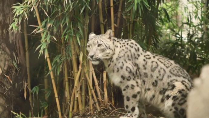 美国一动物园雪豹感染新冠