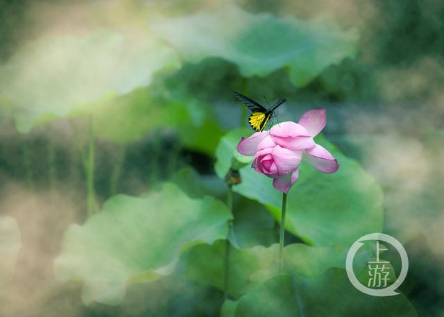 《蝶恋花》 张丽君 摄
