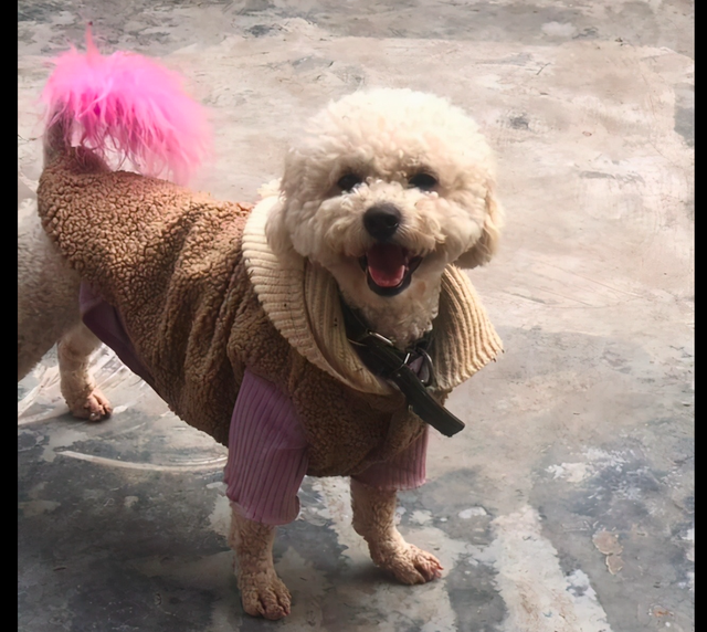 比熊回到老家后成为明星，追鸡鸭到处闯祸，还学会了赊账买东西！