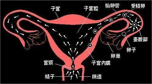 有科学家推测认为,发光现象是精子进入卵子时产生的某种化学刺激致使