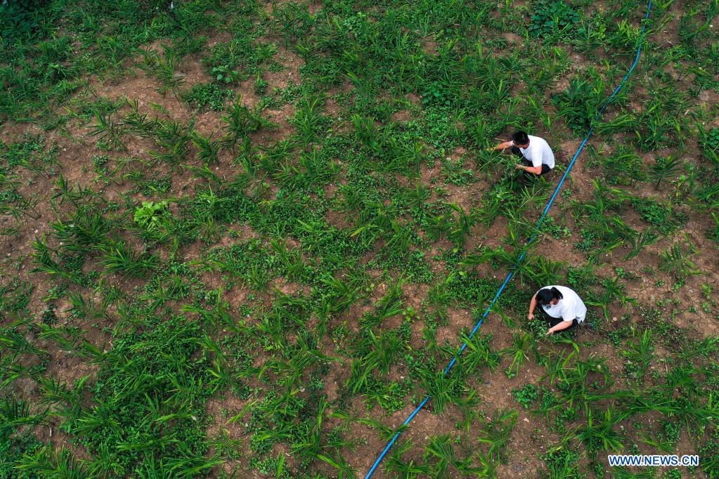 Village cadre Ai Xing (upper) and his wife weed in the field at Huawu Village in Xinren Miao Township, Qianxi City, southwest China's Guizhou Province, July 24, 2021. Huawu Village, although boasting unique ethnic Miao culture and splendid mountain views with vast water bodies, once had a poverty headcount ratio as high as 63.6 percent. Taking advantage of the rich cultural and natural heritage, the local government initiated a scenic area project as a targeted measure to shake off poverty to boost tourism by constructing a 