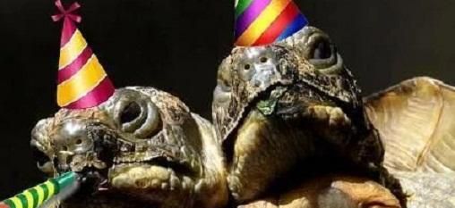 世界上关于"双头龟"的报道,此次日本发现的并非头一例,像2017年,泰国