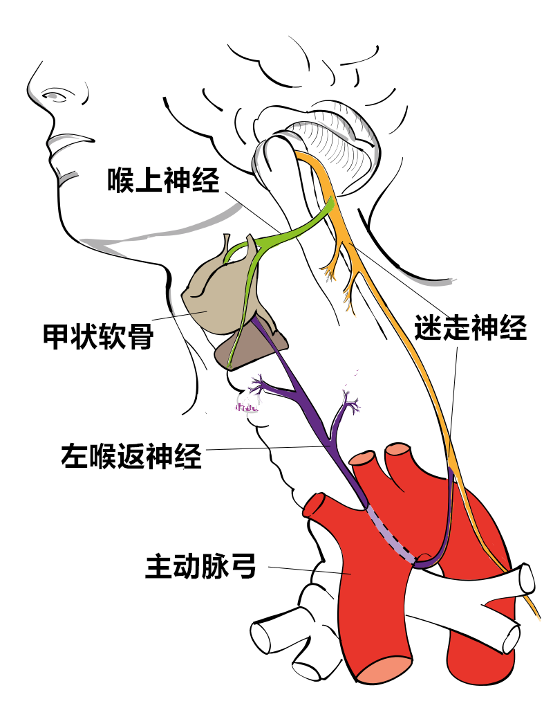 人体左侧喉返神经示意图 | 维基百科为祸人间的病毒,也出自"盲眼钟表