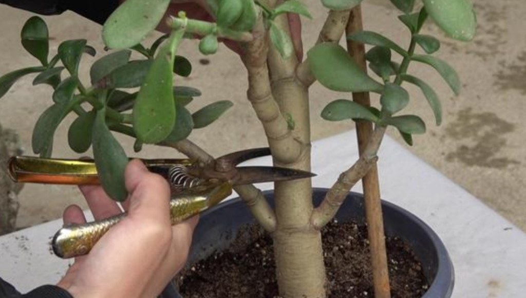玉树不剪不成型,3种枝条要勤剪,才能长得粗壮,植株美观