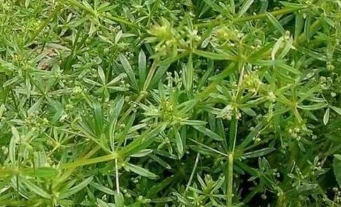 2,猪殃殃(活血草)