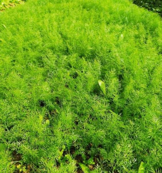 茴香如何种植,几月份种植比较合适?种植户给你分享经验