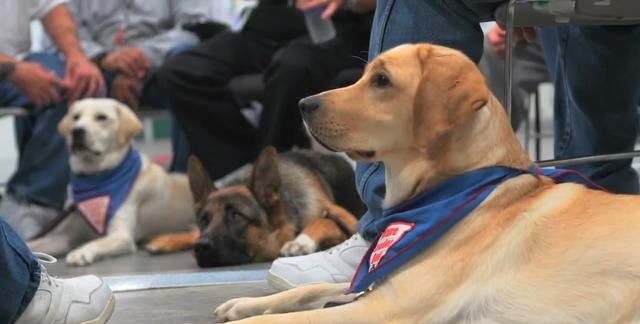 训练导盲犬缺人手,有人找来一群犯人帮忙,不是开玩笑的吧