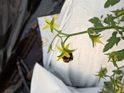 江苏连云港-香河农业-小小熊蜂带领大棚番茄产量品质飞升