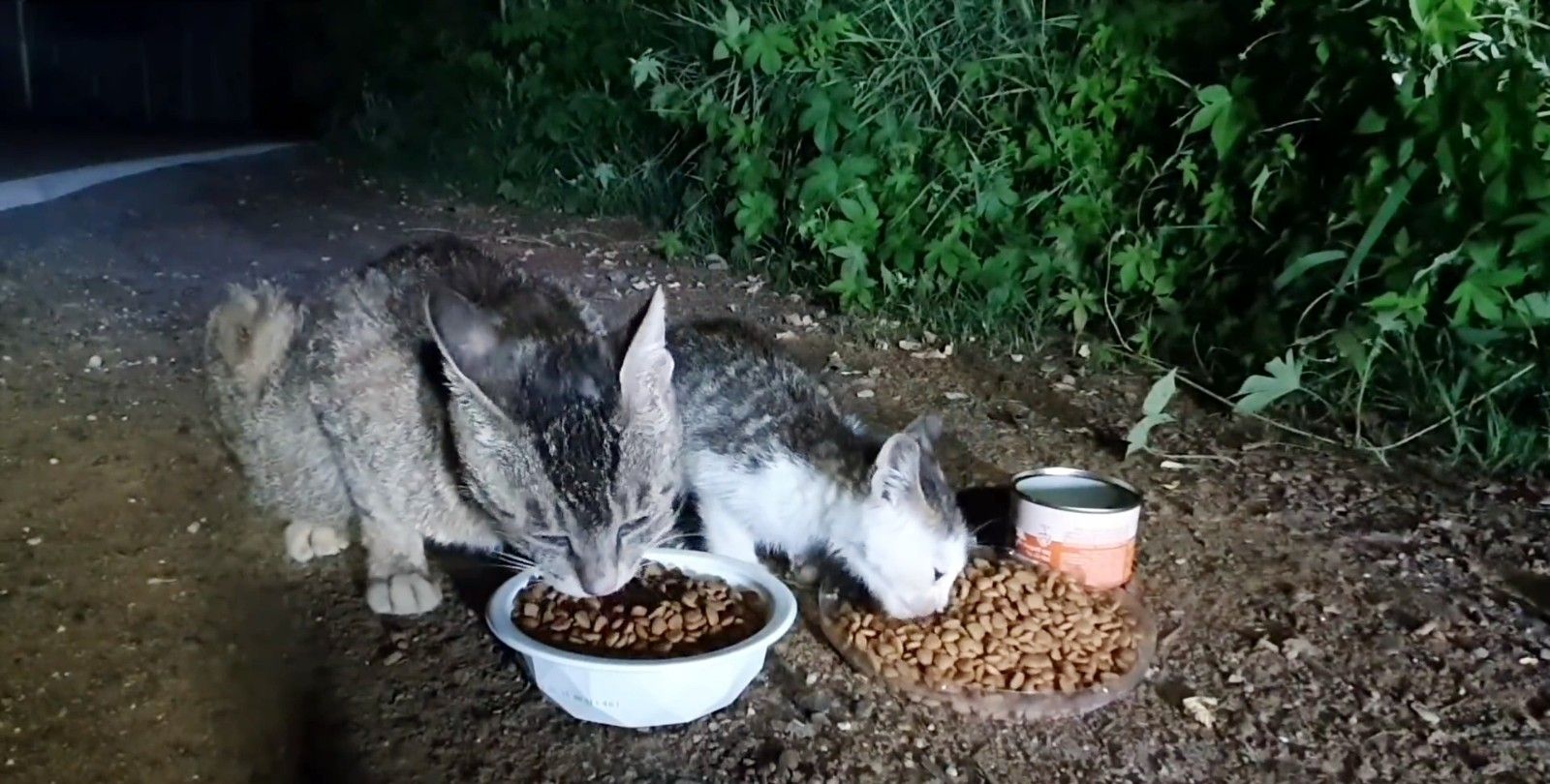 孝顺的小流浪猫,主动把食物让给猫妈妈,第二天带着猫爸爸找上门