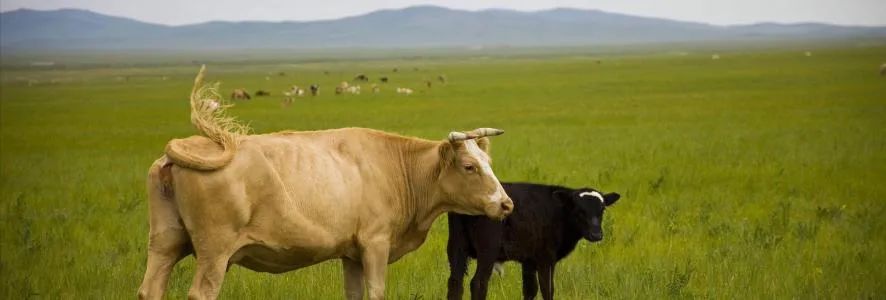 吃惊,没有一头牛能活着离开内蒙古休闲区蓝鸢梦想 - Www.slyday.coM 吃惊,没有一头牛能活着离开内蒙古休闲区蓝鸢梦想 - Www.slyday.coM