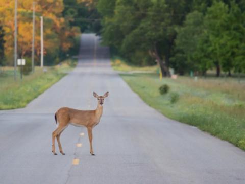 沙漠长耳鹿与白尾鹿区别 北美鹿类生存趣闻