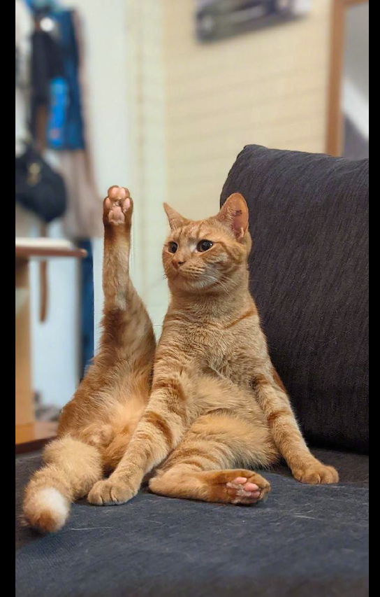 猫突然把后腿往天上伸得笔直主人同学请把脚放下请举手