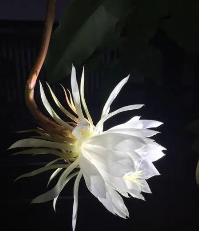 诗词鉴赏昙花一现为韦陀古诗词里的昙花一现刹那芳华