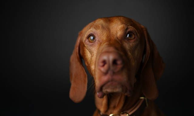 金锈色的魅力匈牙利狗狗维兹拉犬