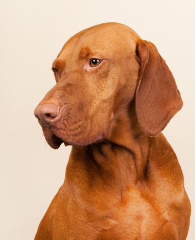 金锈色的魅力匈牙利狗狗维兹拉犬